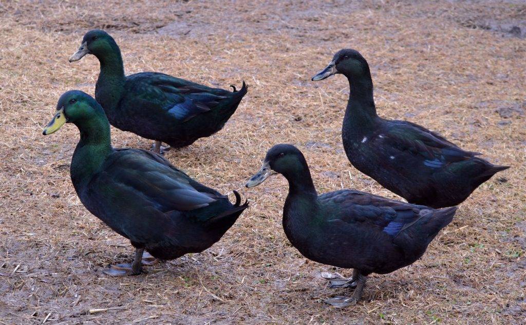 Породы уток (58 фото): лучшие виды домашних уток для разведения, разновидности птиц серого цвета с названиями и описанием