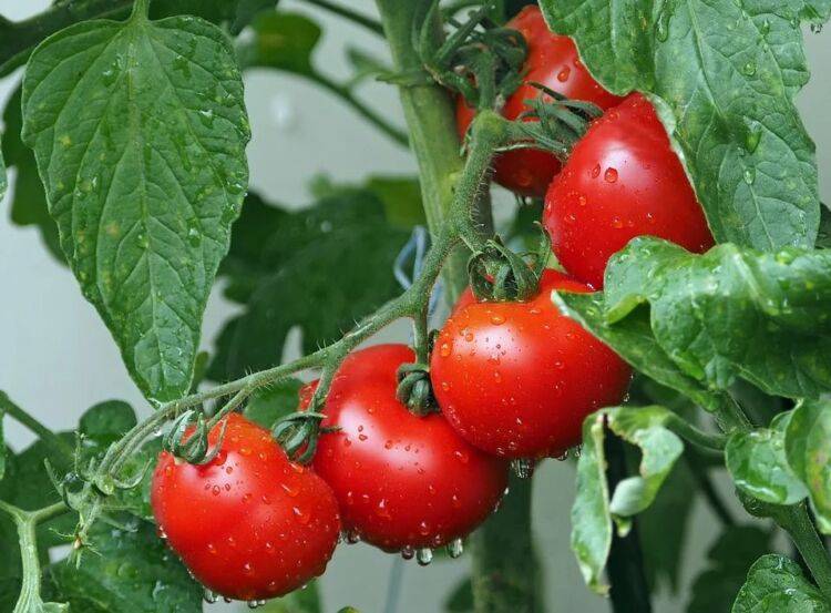 Подкормка помидор дрожжами в теплице и открытом грунте