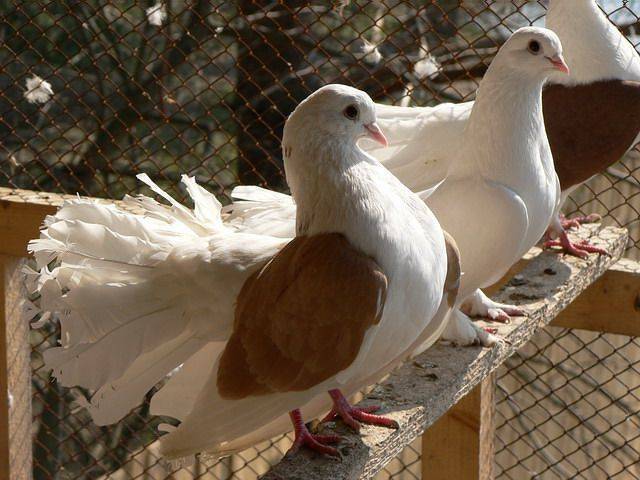 Иранские бойные голуби: описание, фото, разновидности, уход и содержание
