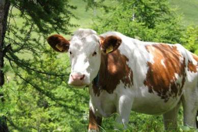 Ящур у коров - болезни коров