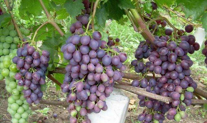 Как сажать виноград черенками в домашних условиях