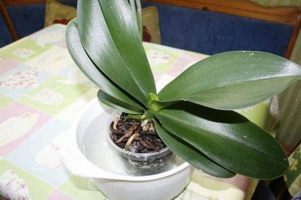 Рассказываем, как заставить орхидею фаленопсис цвести в домашних условиях