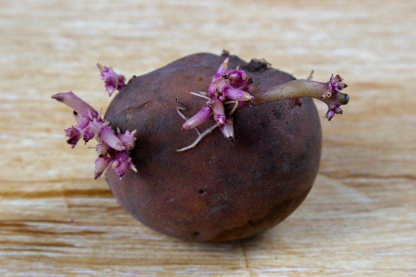 Влажное проращивание и проращивание семенного картофеля на свету — agroxxi