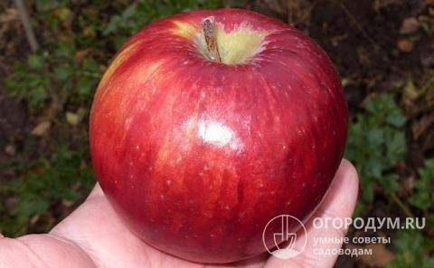 Яблоня беркутовское: описание сорта, фото, отзывы садоводов
