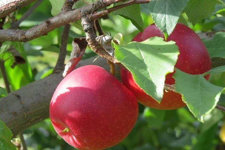 Описание сорта яблони шафран: фото яблок, важные характеристики, урожайность с дерева