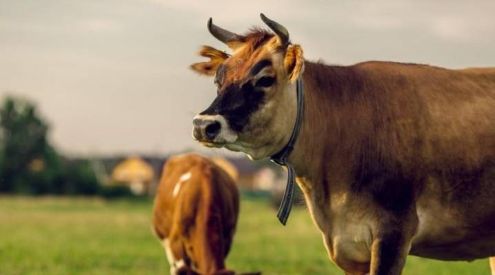 Описание и характеристика коров монбельярдской породы, их содержание