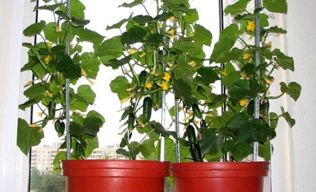 Выращивание огурцов на подоконнике в домашних условиях: как вырастить зимой в квартире, когда сажать, чем подкормить, как ухаживать, почему у овоща желтеют листья?
