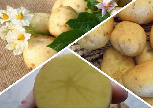 Сорт картофеля гала: сроки созревания и характеристика