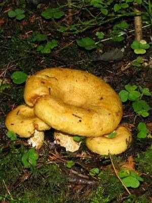 Грузди: виды описание и фото съедобных грибов