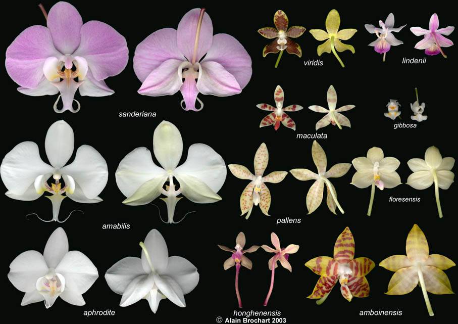 Расцветки орхидей фаленопсис и фото: оранжевый в крапинку, шоколад, необычный голубой, редкий зеленый, фиолетовый, пятнистый бордовый и другие разновидности
