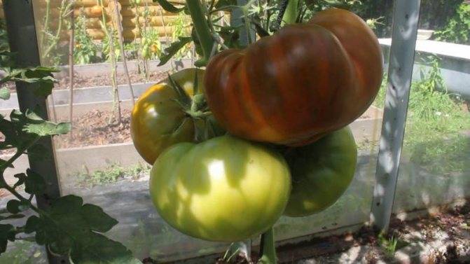 Томат "медовый король": описание сорта, рекомендации по выращиванию за помидором русский фермер