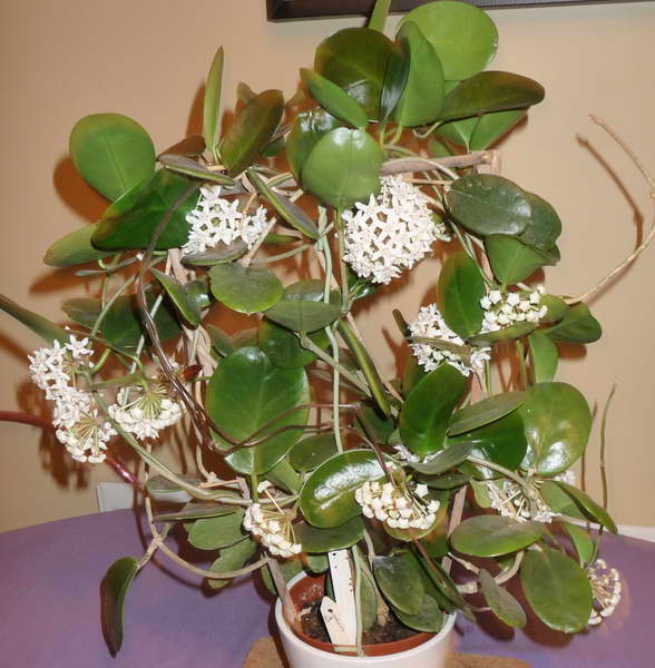 Хойя макрофилла (hoya macrophylla): описание видов альбомаргината, пот оф голд, сплеш, variegata и bai bur, а также способы выращивания и ухода за растениемдача эксперт