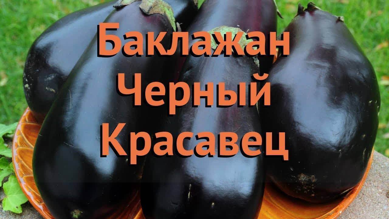 Характеристика и описание сорта баклажана черный красавец, выращивание