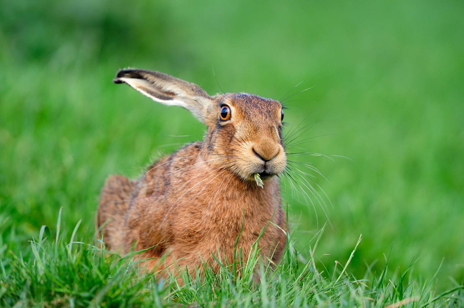 Чем питаются зайцы в природе