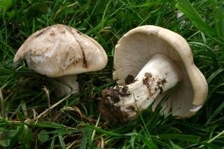 Грибы забайкалья 2020: грибные места, фото, съедобные и несъедобные названия