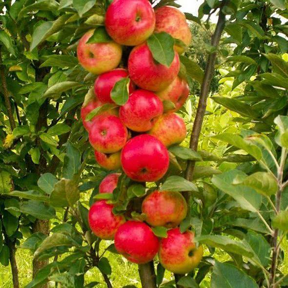 Сорт яблони васюган колоновидная – описание, фото