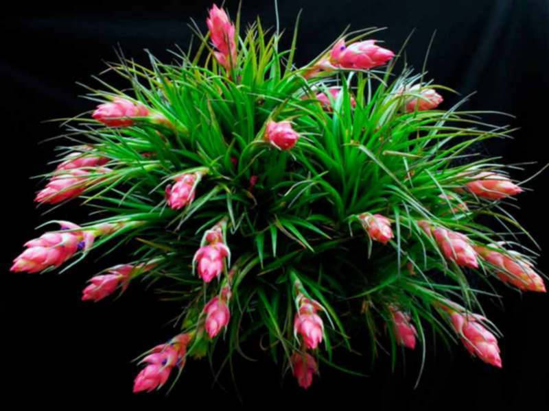 Тилландсия «анита» (21 фото): уход за цветком в домашних условиях, цветение и пересадка цианеи после покупки