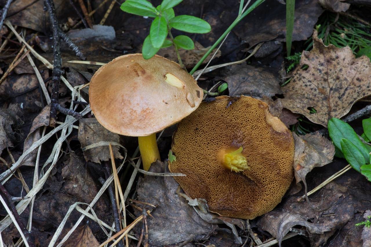 Перечный гриб (chalciporus piperatus)