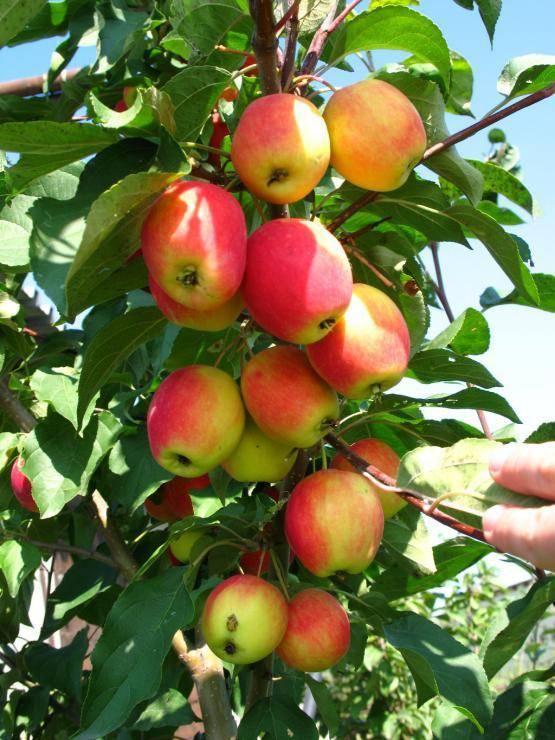 Лучшие сорта яблонь для сибири фото и описание. ранетки и крупные