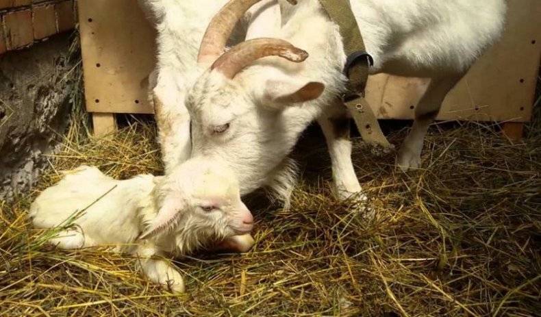 Выделения у козы после окота это норма или отклонение