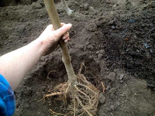 Как посадить грушу весной: пошаговое руководство, видео и фото