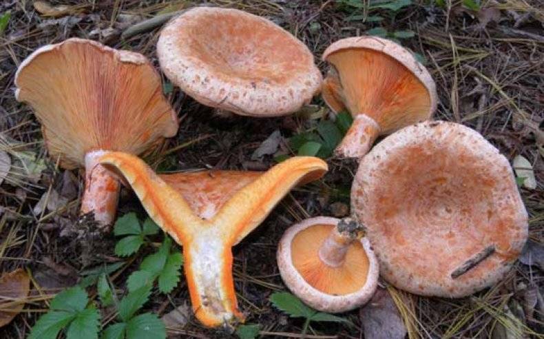 Рыжики — королевские грибы с хвойным привкусом