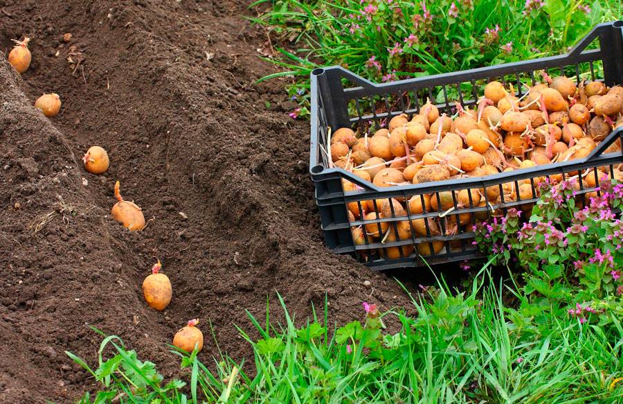 Картофель: технология выращивания из семян, посев