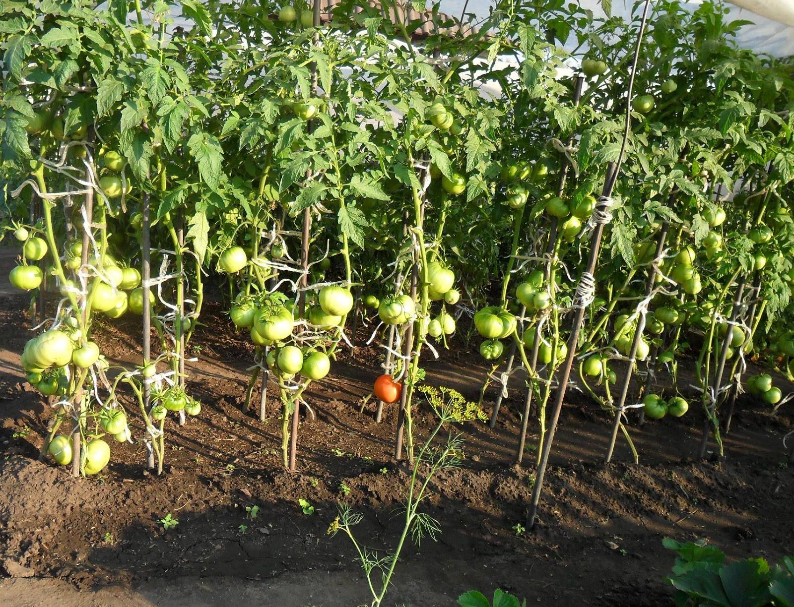 Куриный помет как удобрение для помидор и огурцов - можно ли использовать и как это делать правильно?