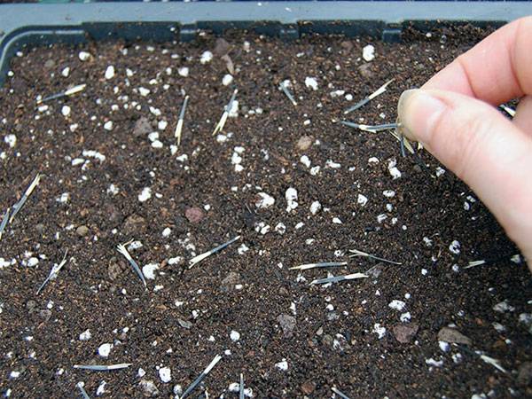 Выращивание бархатцев из семян: как сажать