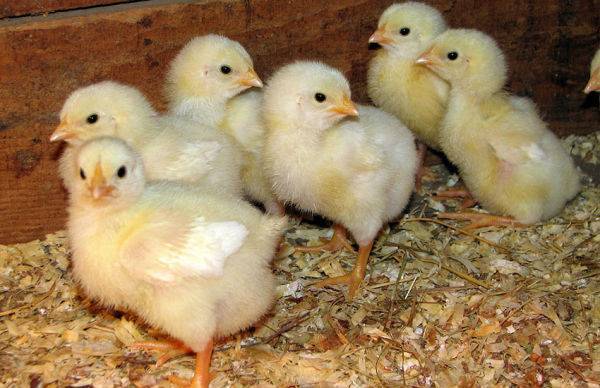 Выращивание цыплят в домашних условиях: натуральные продукты для всей семьи