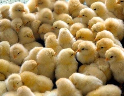 Как правильно определить пол цыпленка: отличия петушков от курочек