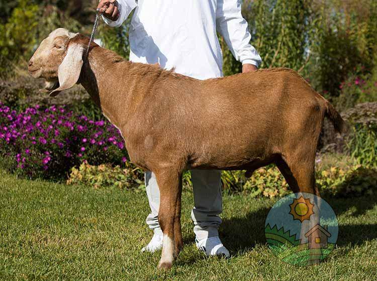 Англо-нубийские козы:описание породы,содержание,разведение,фото