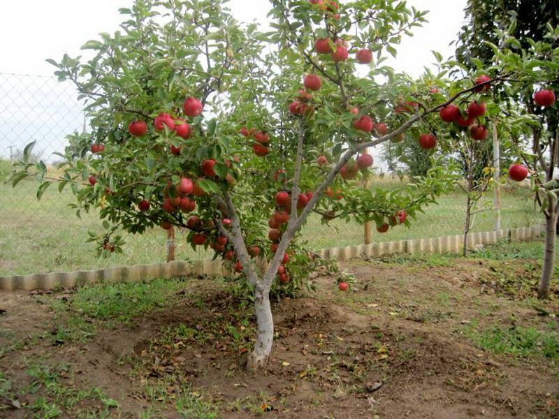 Сорта яблонь для средней полосы россии