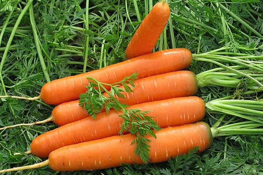 Удобрение для моркови - чем и как правильно подкармливать?