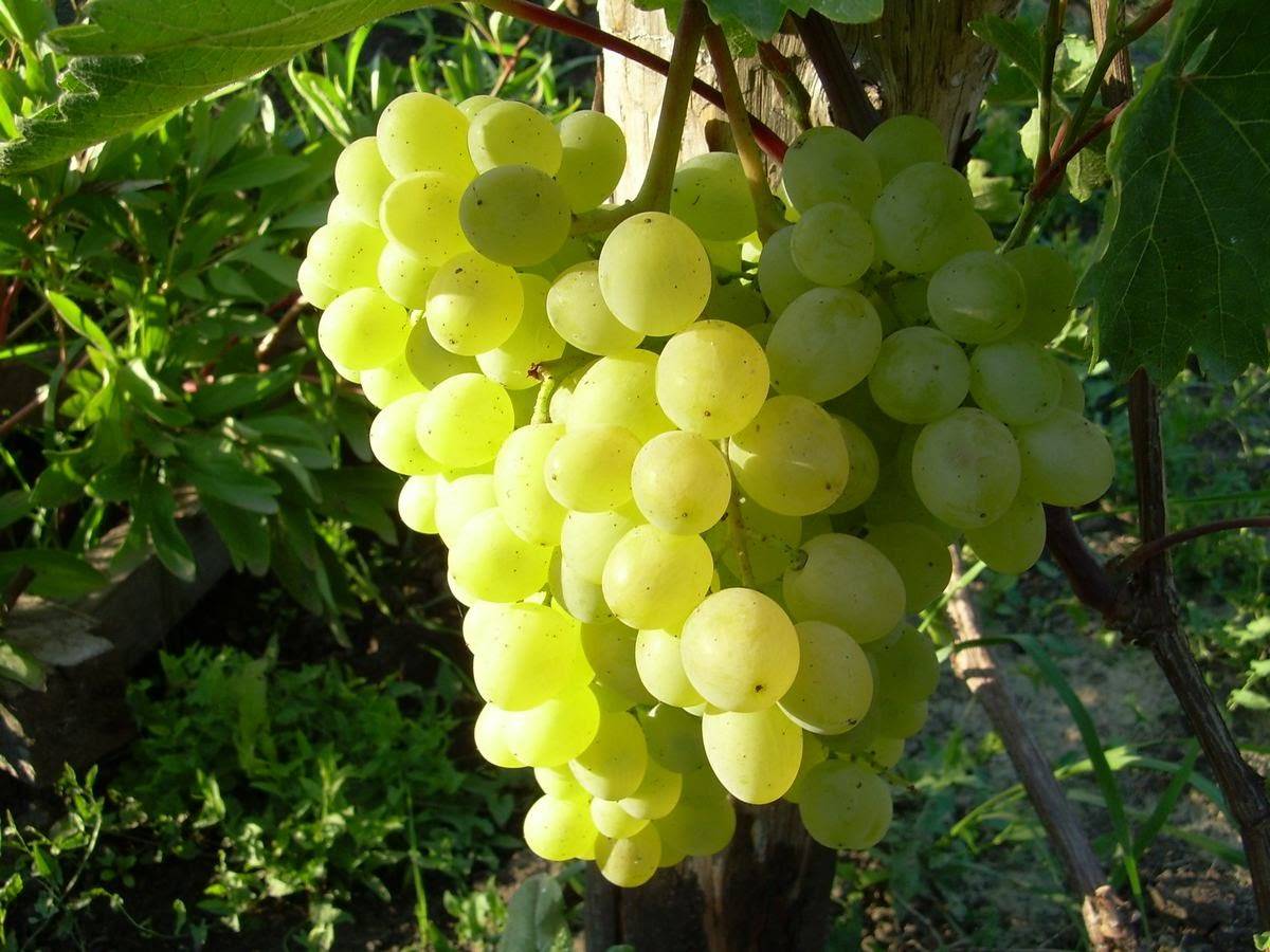 Виноград русбол: описание сорта, фото, отзывы