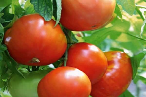Сорт помидор «Розмарин F1» — полное описание и мнение садоводов