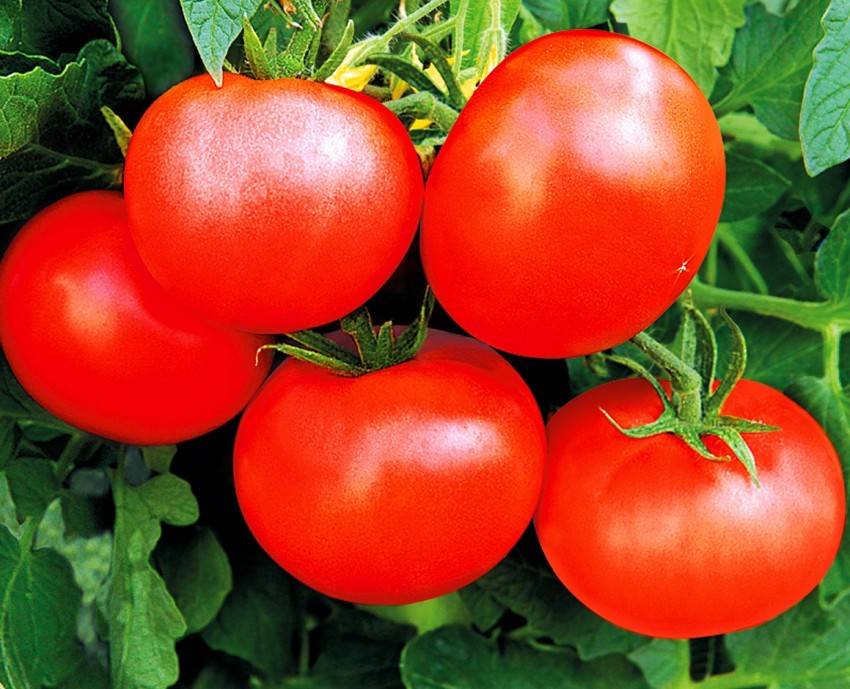 Урожайные томаты для теплицы из поликарбоната, лучшие сорта для подмосковья, сибири и урала