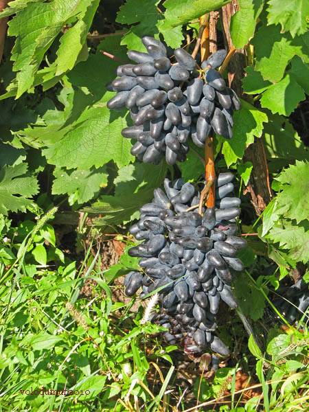 Виноград одесский сувенир, описание сорта сувенир черный