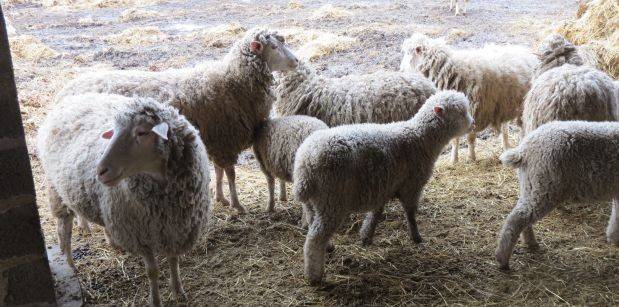 Овцы куйбышевской породы — содержание и разведение