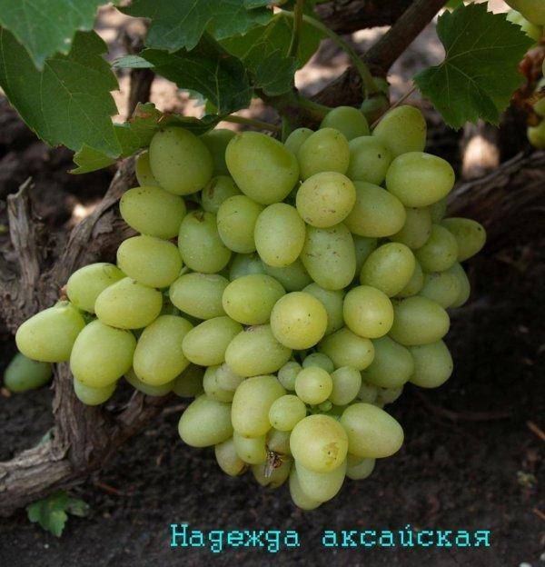 Виноград надежда аксайская: описание сорта, фото, отзывы