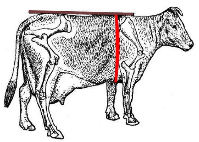 Как узнать вес быка без весов или простые способы определения