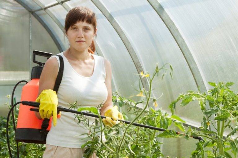 Выращивание рассады томатов: пошагово в домашних условиях