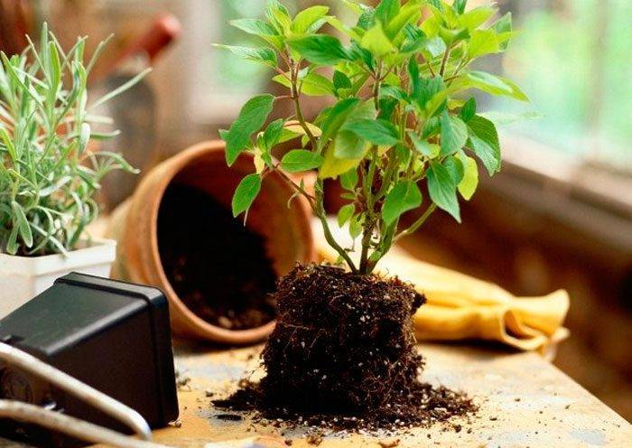 Как сделать почву кислой для растений