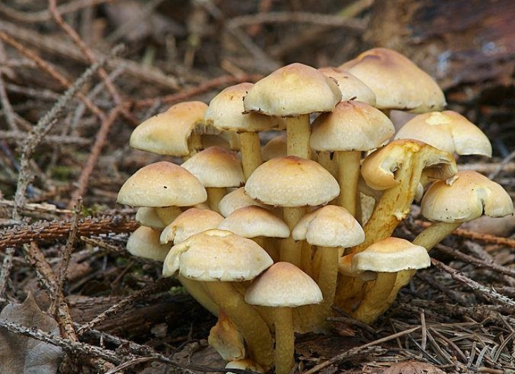 Где на крымском полуострове собирают грибы мышата (рядовка серая) и другие виды