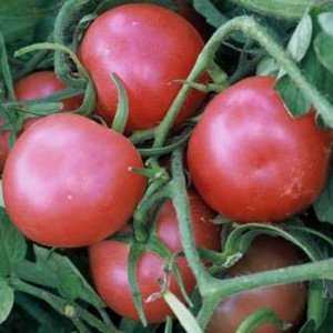 Как посадить и вырастить томат «кострома»