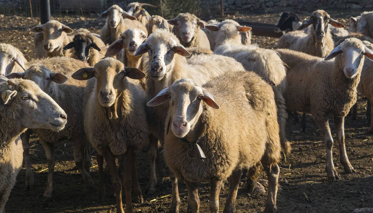 Куйбышевская порода овец: описание, продуктивность, разведение в домашних условиях
