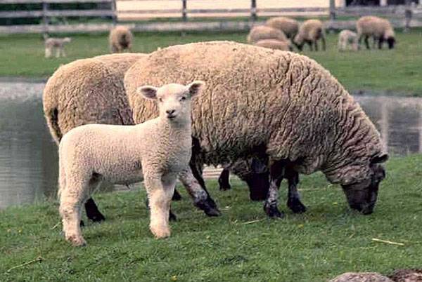 Разведение овец в домашних условиях для начинающих как бизнес