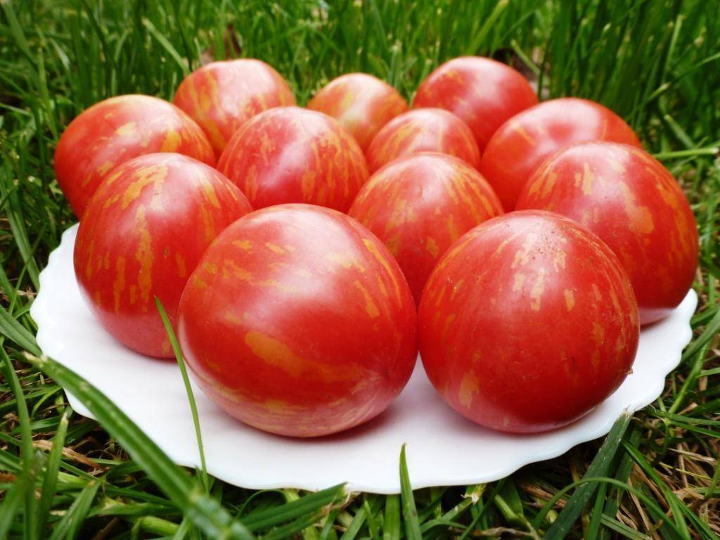 Томат непас: отзывы о сортах непасынкующихся помидоров, фото кустов и урожая, особенности выращивания и советы от опытных фермеров