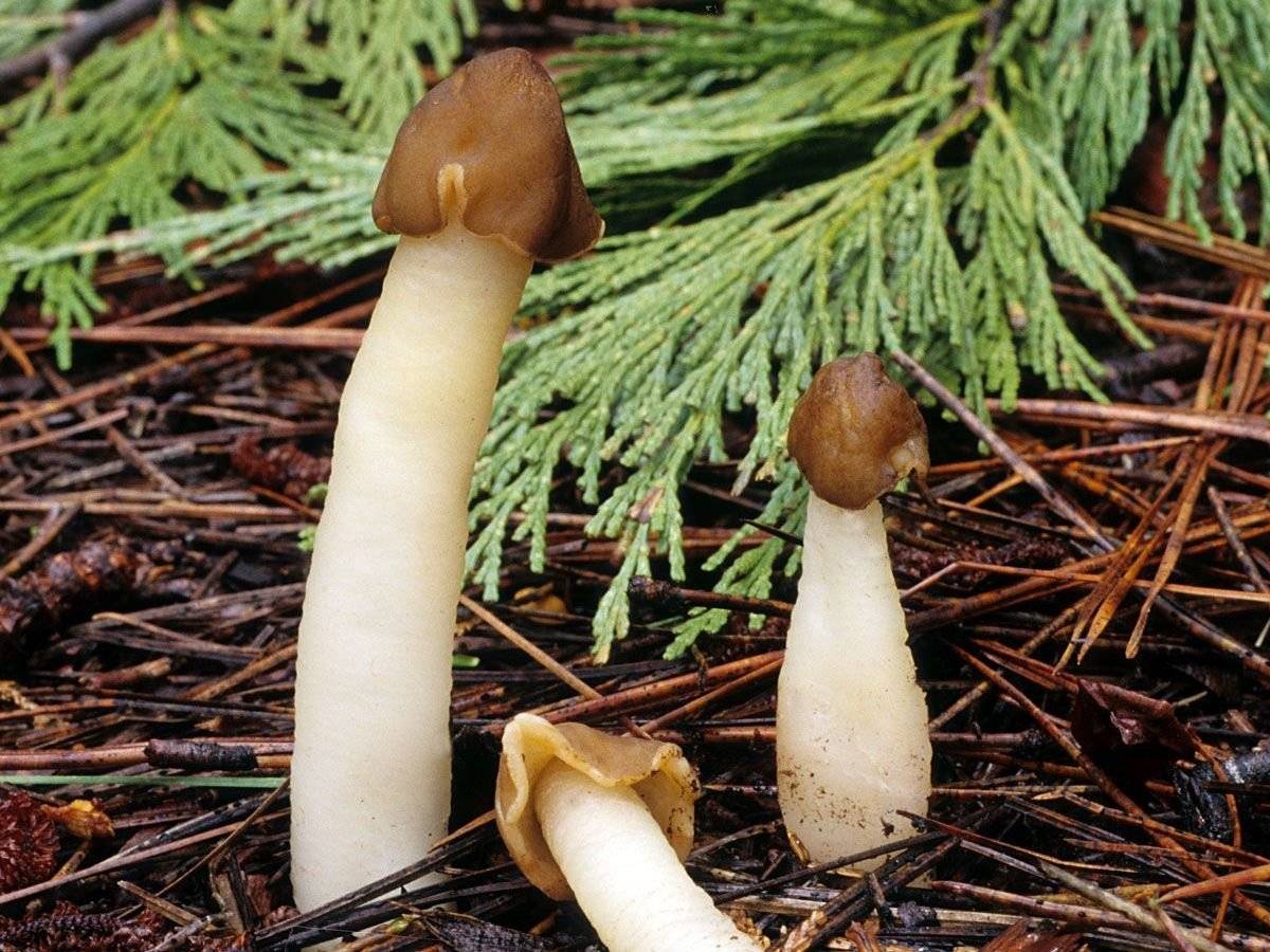 Грибы в сосновом лесу: советы грибникам. как вырастить лесные грибы на участке какие грибы растут под елками