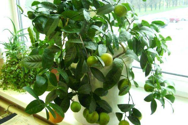 Цитрусовые растения в домашних условиях
